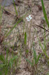 Bog white violet